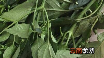 椒叶怎么炒，炒菜椒的做法大全 菜椒的烹饪方法视频