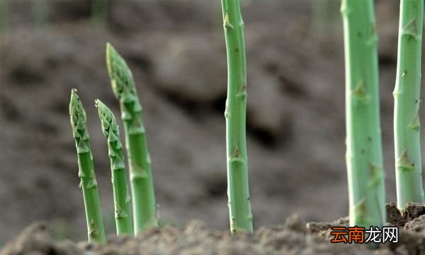芦笋根的作用，三年老根芦笋种植方法视频