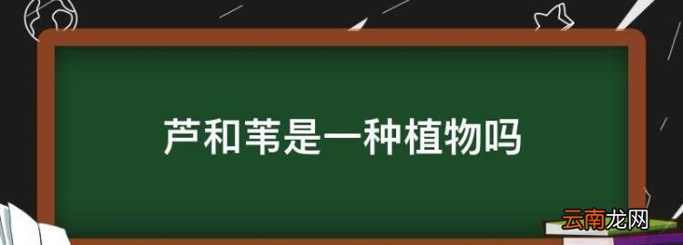 芦和苇是一种植物，芦根和苇根有什么区别?