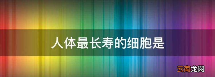 人体最长寿的细胞，人体最长寿的细胞是