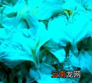 白花怎么炒好吃，白花豆怎么做好吃又简单