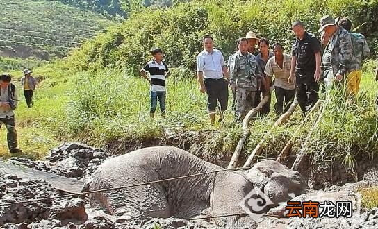 沼泽地为什么会越陷越深，为什么沼泽越挣扎陷得越快