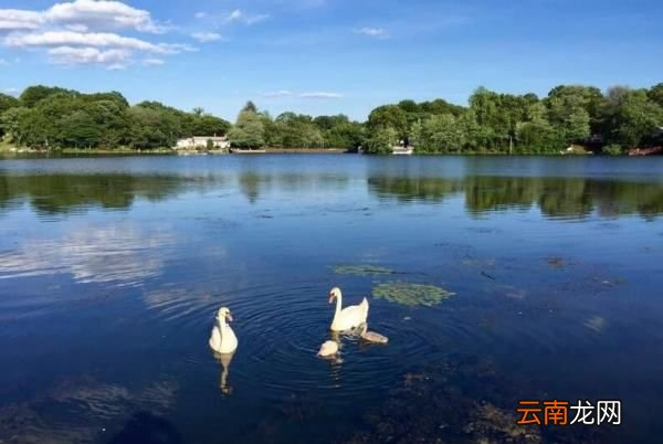 麝香鸭是国家保护动物，捡到国家二级保护动物麝香鸭会奖励吗