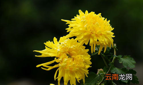 可以把菊花比喻成啥，菊花可以比作成什么