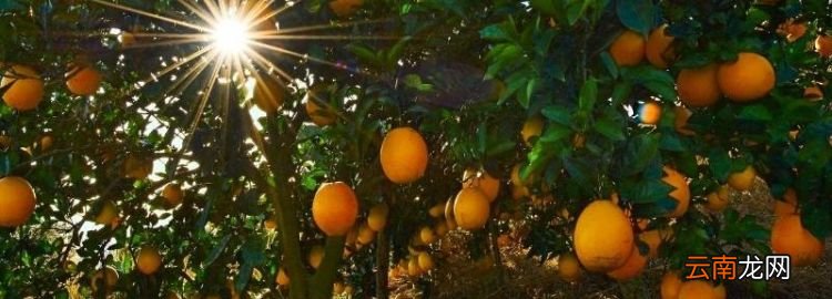 全国最有名的脐橙产地是哪里