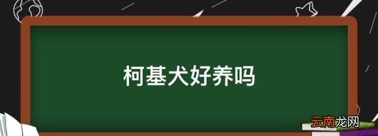 柯基犬好养，柯基好养吗?优缺点有哪些