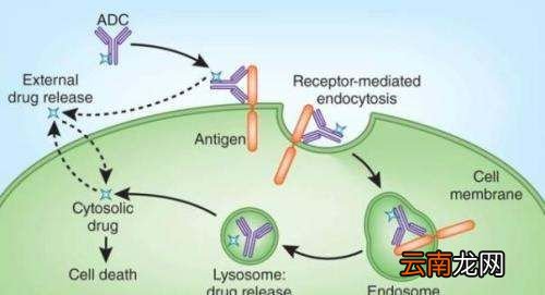 抗体的生物活性，简述抗体的生物学活性
