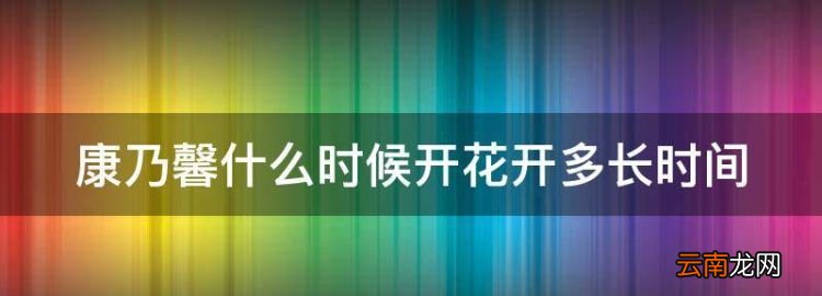 康乃馨什么时候开花开多长时间