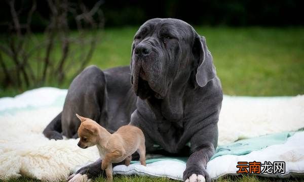 卡斯罗犬怎样训练，卡斯罗犬到底应该怎样训练它