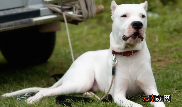 卡斯罗犬智商排名，恶犬排名犬排行榜前十名图片