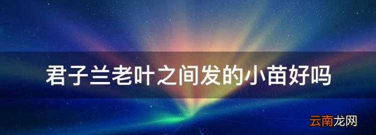 君子兰老叶之间发的小苗好