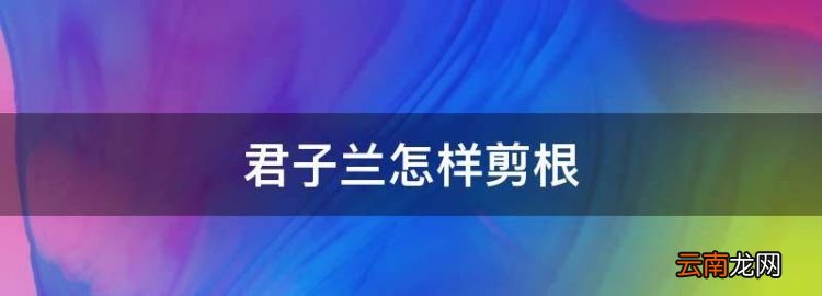 君子兰怎样剪根