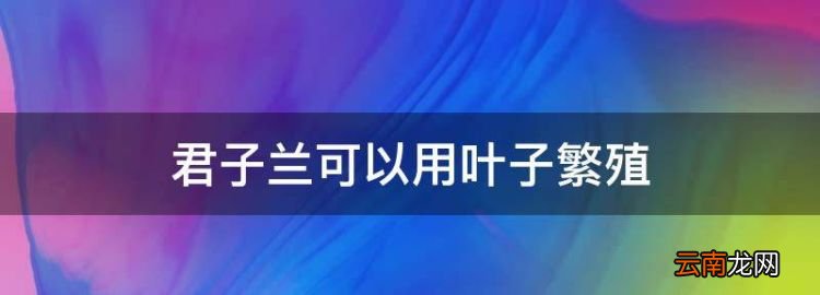 君子兰可以用叶子繁殖