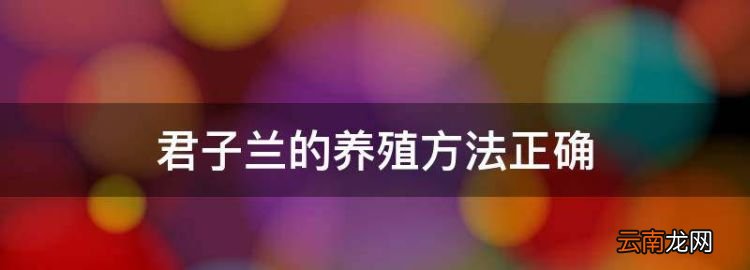 君子兰的养殖方法正确