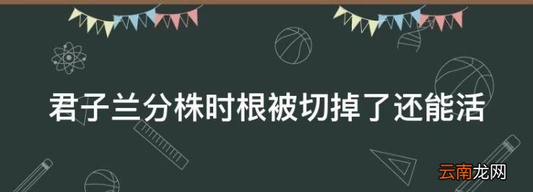 君子兰分株时根被切掉了还能活