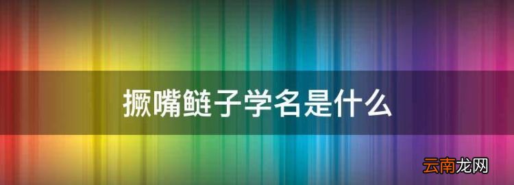 撅嘴鲢子学名是什么