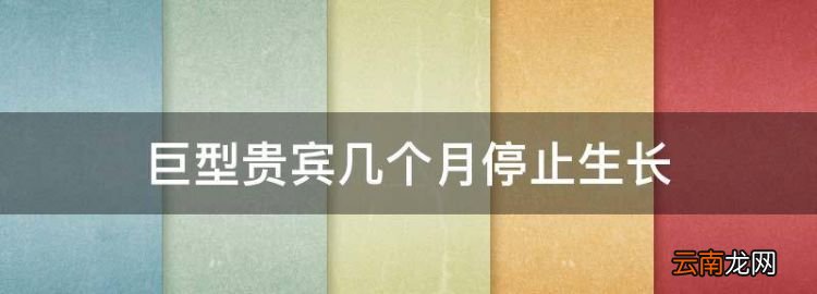 巨型贵宾多大停止生长，巨型贵宾几个月停止生长